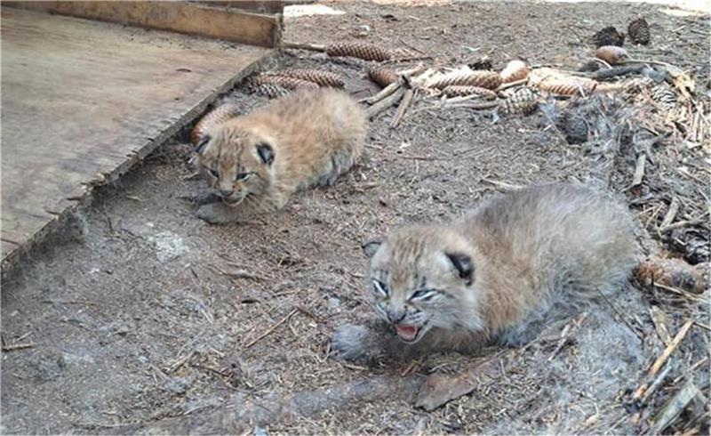 Niedlicher Luchs-Nachwuchs lockt in den Beverstedter Tierpark Die ersten Baby-Luchse im Tierpark Cux-Art Beverstedt haben bereits ihre Augen geöffnet. Foto: Jan Iven