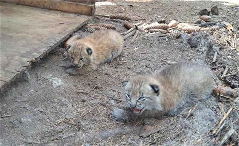 Die ersten Baby-Luchse im Tierpark Cux-Art Beverstedt haben bereits ihre Augen geöffnet. Foto: Jan Iven