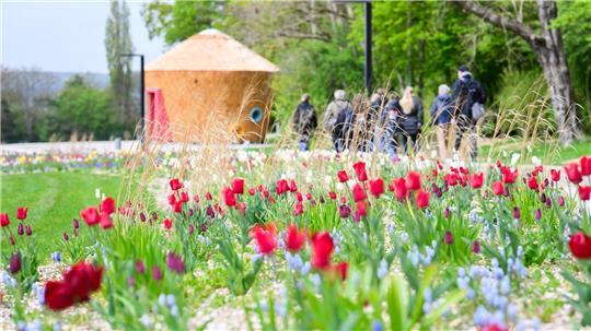 Die ersten Blüten sind auf dem Gelände in Bad Nenndorf bereits zu sehen.