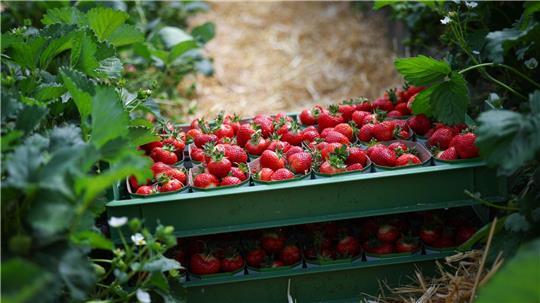 Die ersten Erdbeeren in Schleswig-Holstein sind reif (Archivbild).