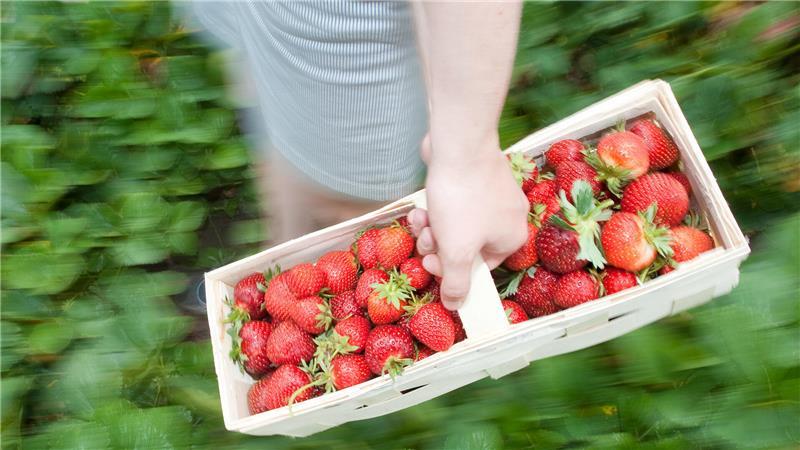 Die ersten Erdbeeren können in diesen Tagen geerntet werden. (Symbolbild)