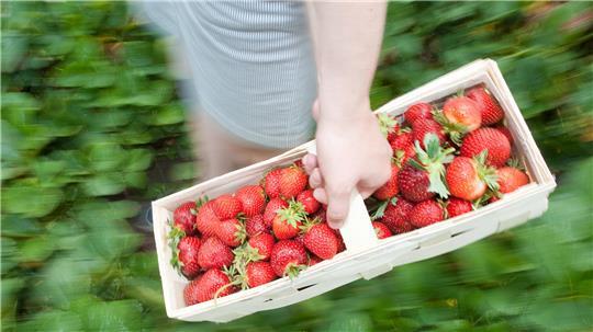 Die ersten Erdbeeren können in diesen Tagen geerntet werden. (Symbolbild)