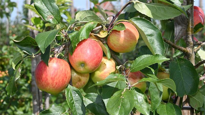Die ersten Frühäpfel hängen reif am am Baum.