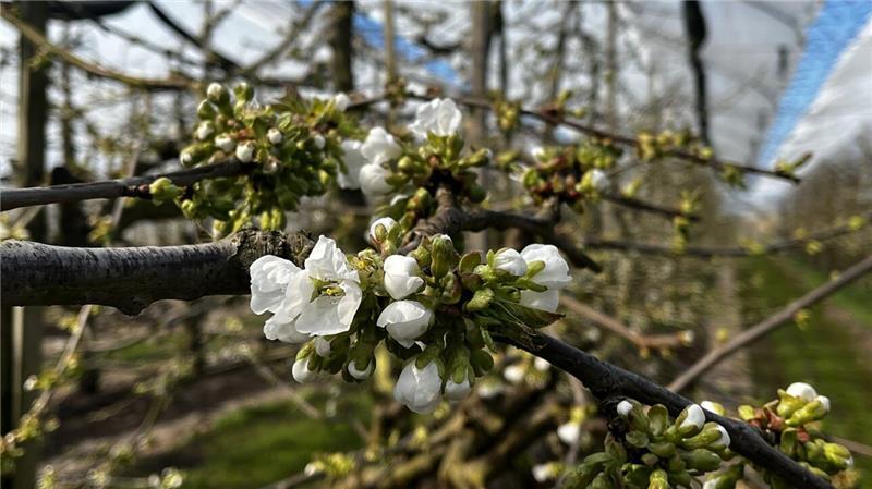 Bienenwanderung: Erste Süßkirschen blühen im Alten Land auf Die ersten Kirschen blühen im Alten Land, hier in einer Dachkirschenanlage.