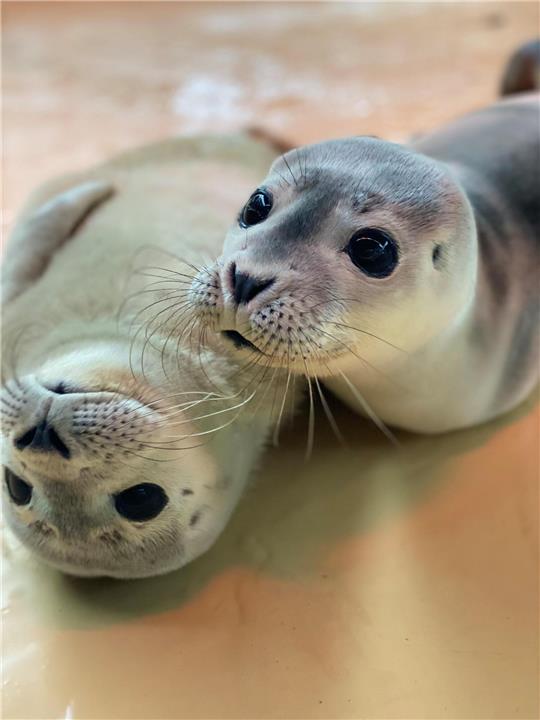 Die ersten beiden mutterlosen jungen Seehunde - sogenannte Heuler - der Saison 2022 sind in der Seehundstation Norddeich aufgenommen worden. Foto: -/Seehundstation Norddeich/dpa