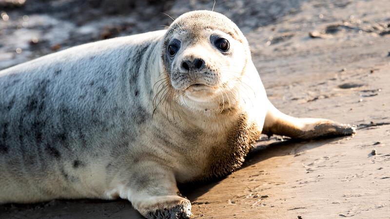 Erschöpftes Robbenjunges am Airbus-Anleger gefunden Die ersten jungen Kegelrobben der aktuellen Geburtensaison sind aus der Seehundstation Friedrichskoog in die Nordsee ausgewildert worden.