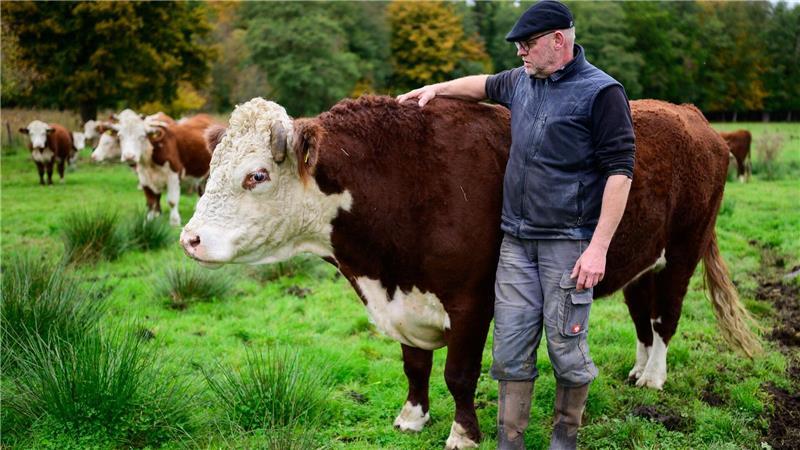 Leben und Schlachten auf der Weide in Lüneburger Heide Die etwa 200 Rinder stehen an 365 Tagen im Jahr im Landkreis Uelzen draußen.