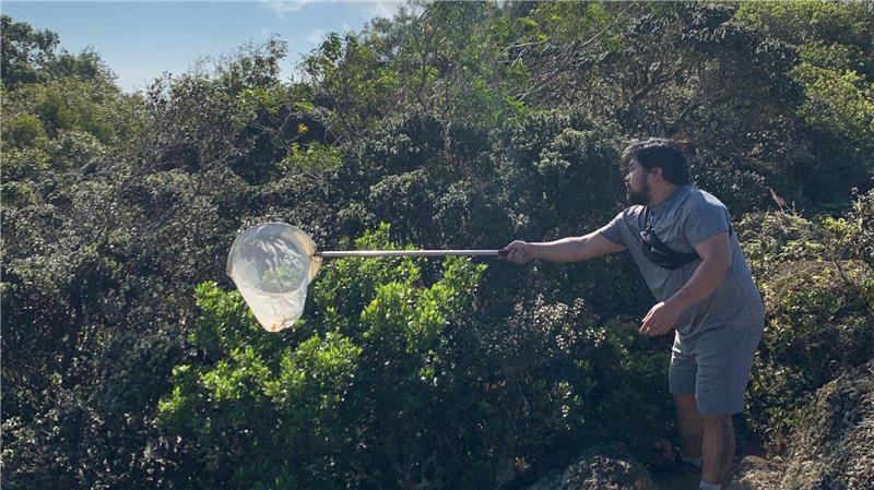 Knochensammler-Raupe trägt Überreste ihrer Beute als Tarnung Die fleischfressenden Raupen wurden bislang nur in einem 15 Quadratkilometer großen Stück Bergwald auf der hawaiianischen Insel O’ahu beobachtet.