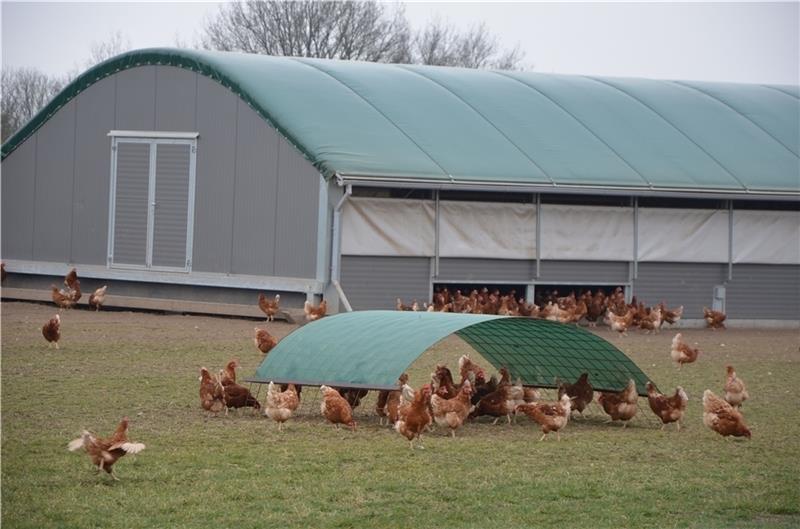 Die freilaufenden Hühner können die Kunden alle sehen . Auch das gehört zum Konzept auf dem „Neuhof“ in Beckdorf. Foto von Allwörden