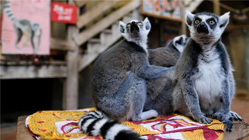 Die freilaufenden Kattas gehören zu den Attraktionen im Tierpark Hagenbeck. (Archivbild)