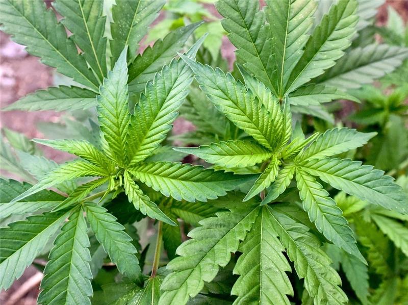Drogen-Handel: Verdächtige sollen Marihuana „aus dem Fenster“ verkauft haben Die fünf Personen im Alter von 20 bis 43 Jahren, die im Verdacht stehen, über längere Zeit gewerbsmäßig mit Drogen im sechsstelligen Wert gehandelt zu haben, stammten aus dem „direkten Umfeld“ des 40-jährigen Hauptverdächtigen. Foto: Patrick Pleul/dpa-Zentralbild/dpa
