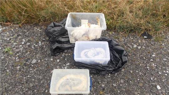 Die gefundenen Tiere waren in Kisten, Müllsäcken und Kissenbezügen verpackt.