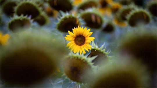 Die gelben Zungenblüten einer Sonnenblume strahlen zwischen weiteren bereits abgeblühten Sonnenblumen in Dittersbrunn. 