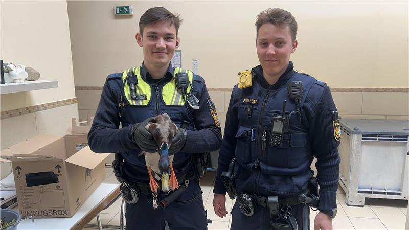 Polizisten retten schwer verletzte Ente Die gerettete Ente kam ins Tierheim.
