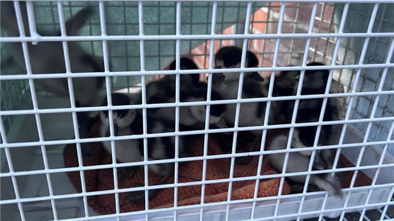 Die geretteten Entenküken wurden im Käfig in einen nahegelegenen Park transportiert.