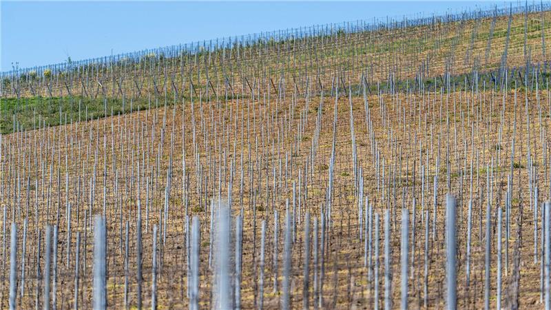 Die gesamte Rebfläche in Deutschland wird kleiner. (Symbolbild)