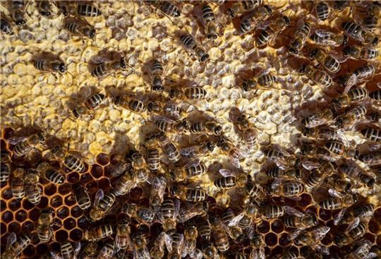 Die gestohlenen Bienenkästen standen in der Nähe der Landesstraße 124. Foto: dpa
