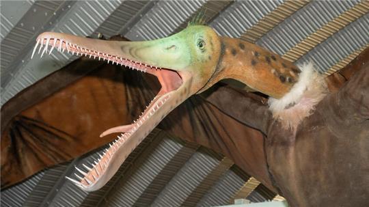 Die gewaltigen Flugsaurier sind noch bis zum 3. November im Natureum zu sehen.