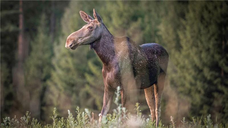 „Die große Elchwanderung“ wird millionenfach gestreamt.