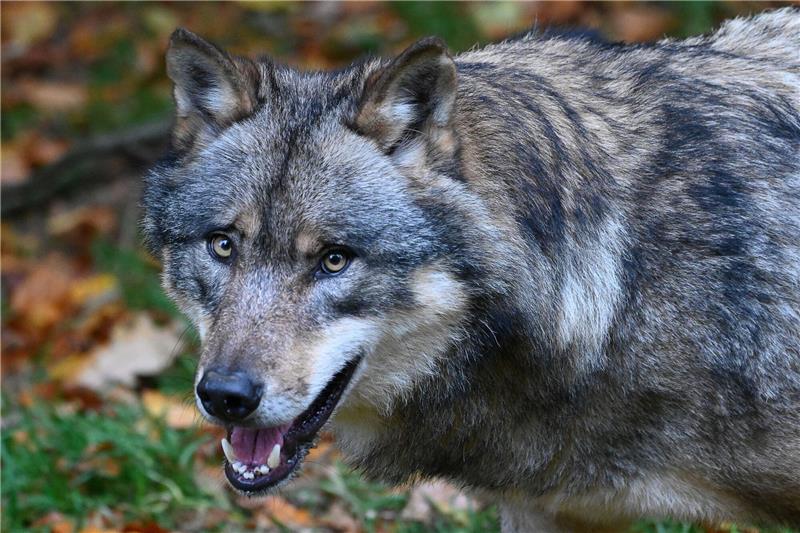 Viele Niedersachsen befürworten Abschuss des Wolfs Die große Mehrheit der Niedersachsen hält es für richtig, dass der Staat besonders auffällige Wölfe abschießen darf. Foto: Swen Pförtner/dpa