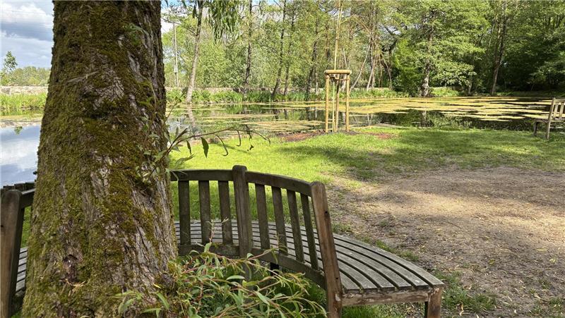 Die große Weide auf der Insel musste gefällt werden. Ein Nachfolger ist jedoch schon gepflanzt.