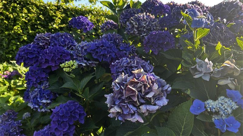 Garten ohne Gießen: So geht das in Oldendorf bei Kleins trotz der Hitze Die großen Bauernhortensien gelten als durstige Pflanze. Im Garten von Kleins in Oldendorf haben sie einen eher schattigen Standort und halten sich auch ohne Extraportion Wasser.