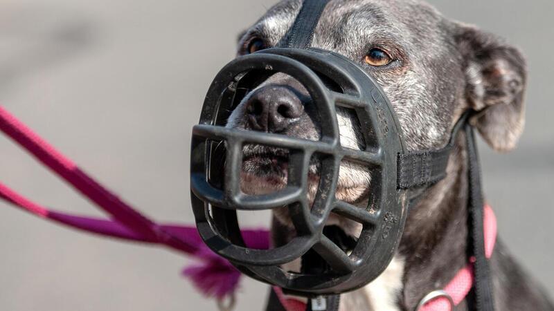 Ein Hund trägt einen Maulkorb.