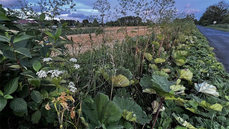 Wie Krautsand zu einer Arche Noah bedrohter Arten werden könnte Die großen, kelchartigen Blätter des Pestwurzes sind entlang der Gräben auf Krautsand allgegenwärtig.