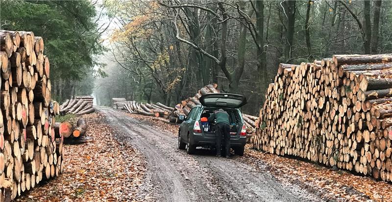 Die hohen Niederschläge haben die Bewirtschaftung des Waldes im vergangenen Jahr erschwert. Fotos: Schröder
