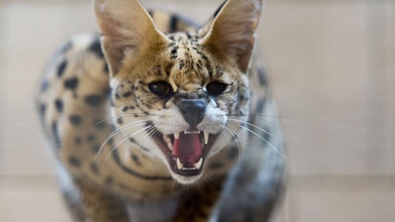 Die im Kreis Stormarn entlaufene Serval-Wildkatze ist eingefangen worden. (Symbolbild)