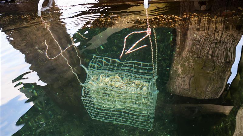 Die im Wasser hängenden Körbe sollen dem Fischnachwuchs Schutz vor Fressfeinden bieten.