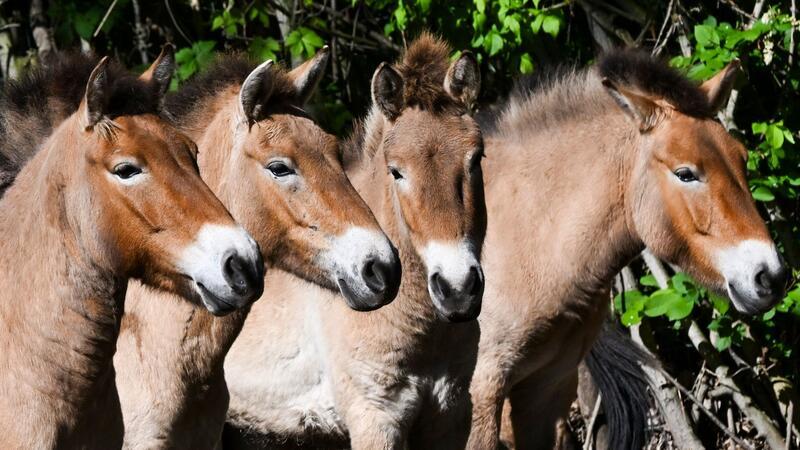 Die im natürlichen Lebensraum als lange Zeit ausgestorben gegoltenen Przewalski-Pferde im Tierpark Berlin.