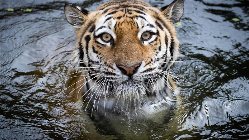 Die in einem russischen Zoo geborene Maruschka wurde 15 Jahre alt. (Archivfoto)