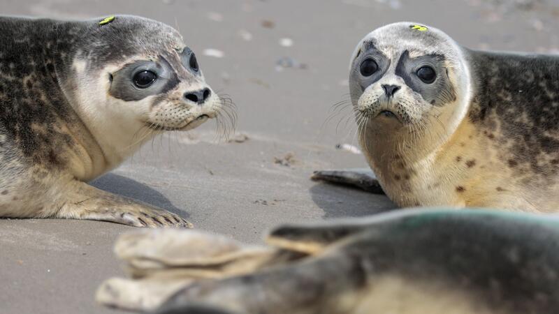 Seehundstation Norddeich wildert erste Heuler der Saison aus Die jetzt noch an den Stränden gefundenen Jungtiere brauchen in der Regel weder die Hilfe ihrer Mutter noch die von Menschen, sondern nur Ruhe.