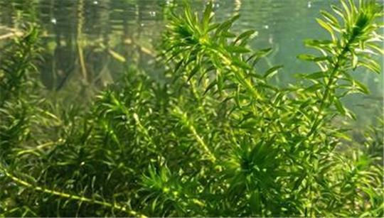 Die kanadische Wasserpest