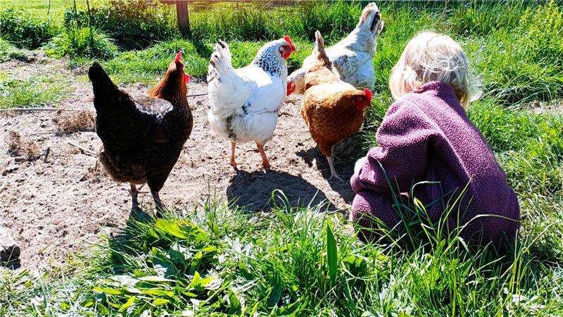 Hühner im Garten? Diese Nottensdorferin lebt den Trend vor Die kleine Emmi verteilt Naschis in Form von Mehlwürmern an die Vierer-Gang Bärbel, Grete, Cordula und Käthe.