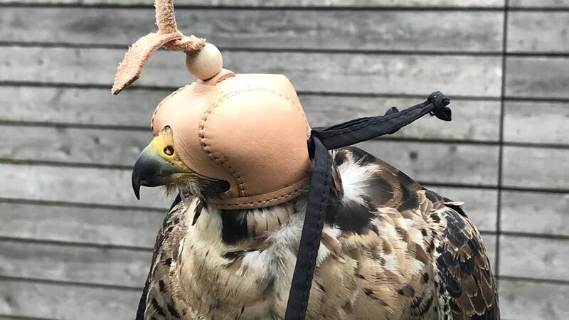 Gründerstar: Leonie Johland ist mit Falken und Waldkauz auf Erfolgsspur Die kleine Haube beruhigt den Wanderfalken „Keppler“.