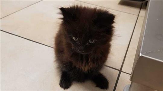 Die kleine Katze hat verkürzte Vorderpfoten, kämpft sich mutig durchs Leben. Foto: Tierheim Cuxhaven