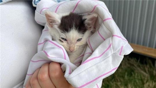 Die kleine Katze ist auf dem Festival-Gelände umhergeirrt.