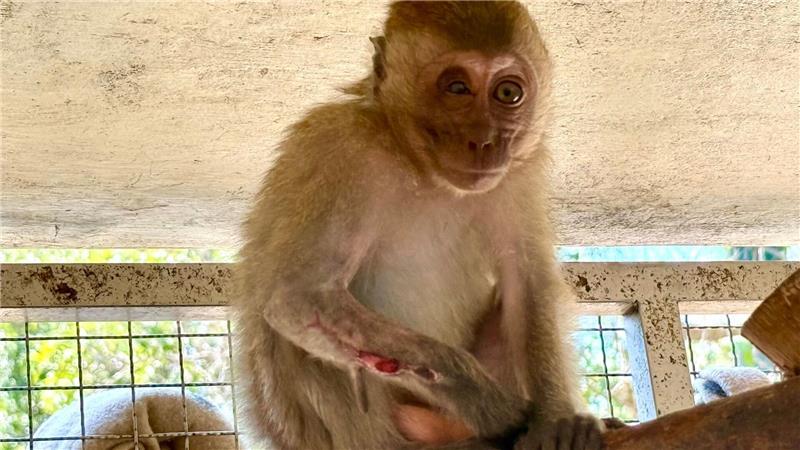 Die kleine Lantao hatte einen offenen Bruch am Arm - aber dank der Tierärzte bei WFFT ist sie auf dem Weg der Besserung.