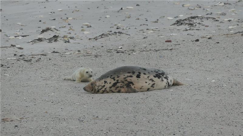 Die kleinen Kegelrobben, wie hier aus dem vergangenen Winter, sind ein wahrer Touristenmagnet. (Archivbild)