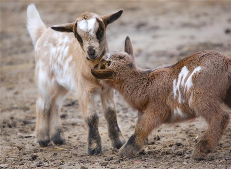 Die kleinen Zwergziegen flitzen durch das Streichelgehege im Wildpark Schwarze Berge.