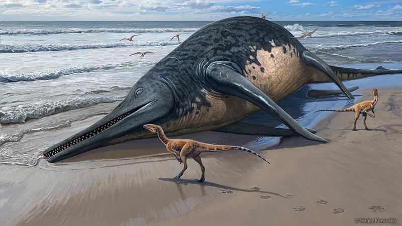 Mehr als 25 Meter: Im Meer lebte einst ein gewaltiges Reptil Die künstlerische Darstellung zeigt einen angeschwemmten Ichthyotitan severnensis-Kadaver am Strand.