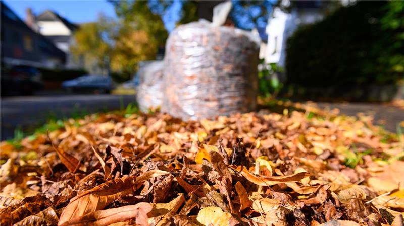 Die letzten Blätter dürften in diesen Tagen von den Bäumen fallen. Foto: Jonas Walzberg/dpa