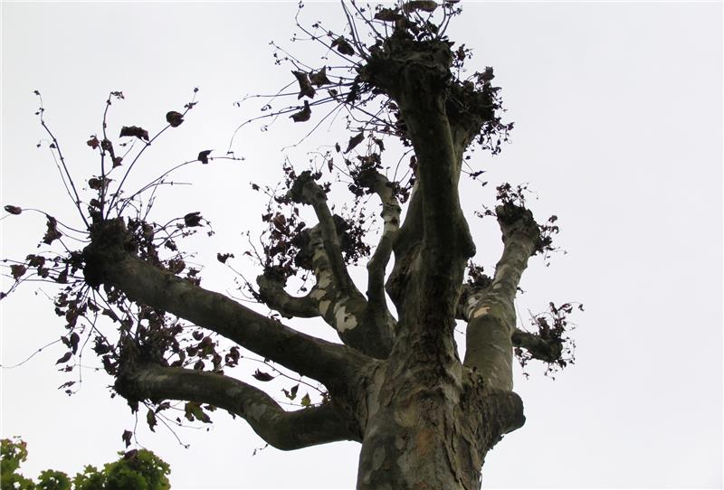 Die letzten Blätter hängen von der Baumkrone herab. Die mehr als 30 Jahre alte Platane wurde vergiftet. Foto: Meybohm