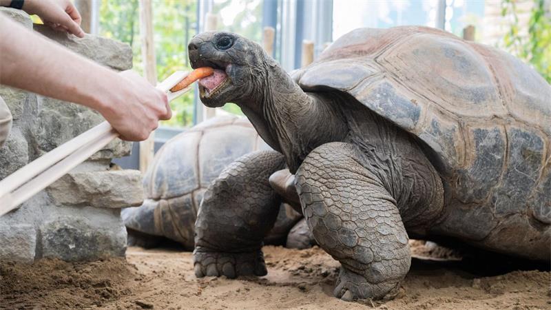 Die männlichen Riesenschildkröten können bis zu 250 Kilogramm schwer werden.