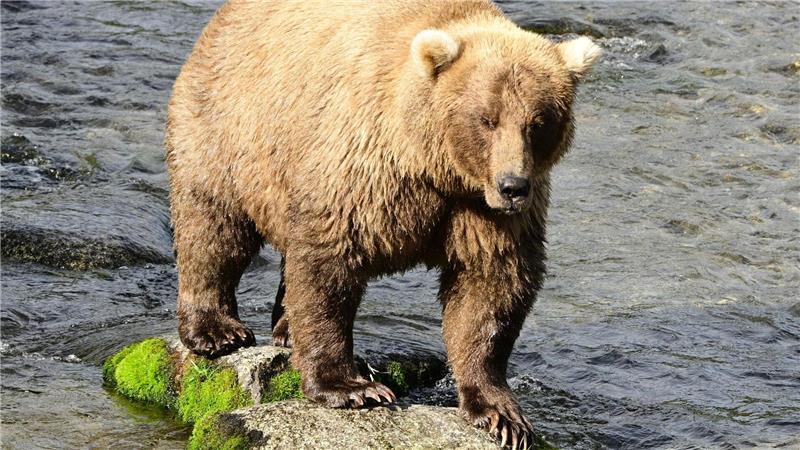 Die massige Siegerin von 2023 und 2024, Braunbärin Grazer (Nummer 128), ist erneut dabei. 