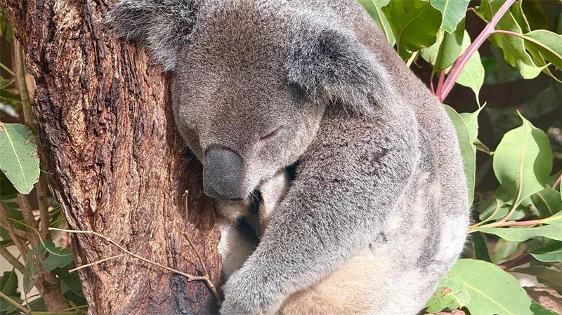 Hinter der Kuschelfassade: Die erstaunliche Welt der Koalas Die meiste Zeit des Tages ruhen Koalas, um Energie zu sparen.