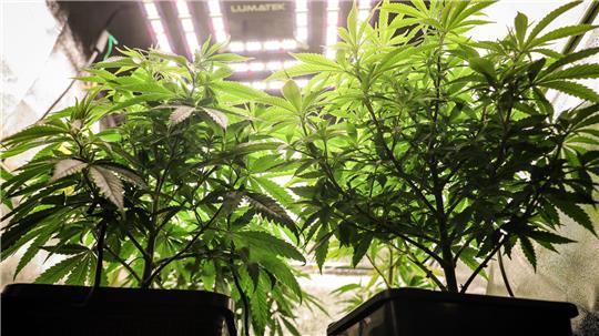 Die meisten Cannabis-Konsumenten züchten keine Pflanzen, sondern kaufen sich nach Einschätzung der Hamburger Polizei ihr Marihuana oder Haschisch auf dem illegalen Markt. (Archivbild)