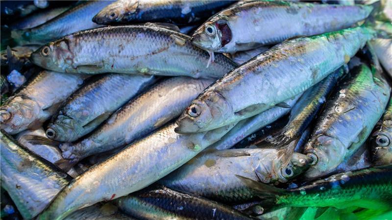 Die meisten Heringe sind in Ostsee heimattreu, wenn es ums Laichen geht.